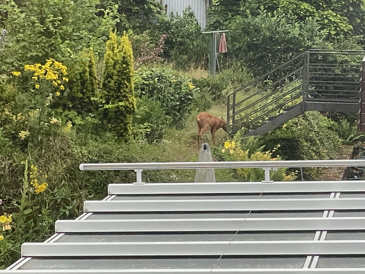 In der Nacht "hatte ich mich verabschiedet" ,bekam aber am nächsten Tag den Drang nach "seiner vermeintlichen" Leiche zu suchen, dort wo ich ihn kürzlich ein paar mal morgens auf der  Treppe zum Garten sah, und hab ihn dann dort "gefunden"...