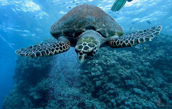 LR-Diving_40_13-12-22_034434-me image LR-Diving_40_13-12-22_034434-me Sind zufällig AC/DC Fans anwesend? Nein? Wenigstens jemand, der sich persönlich,