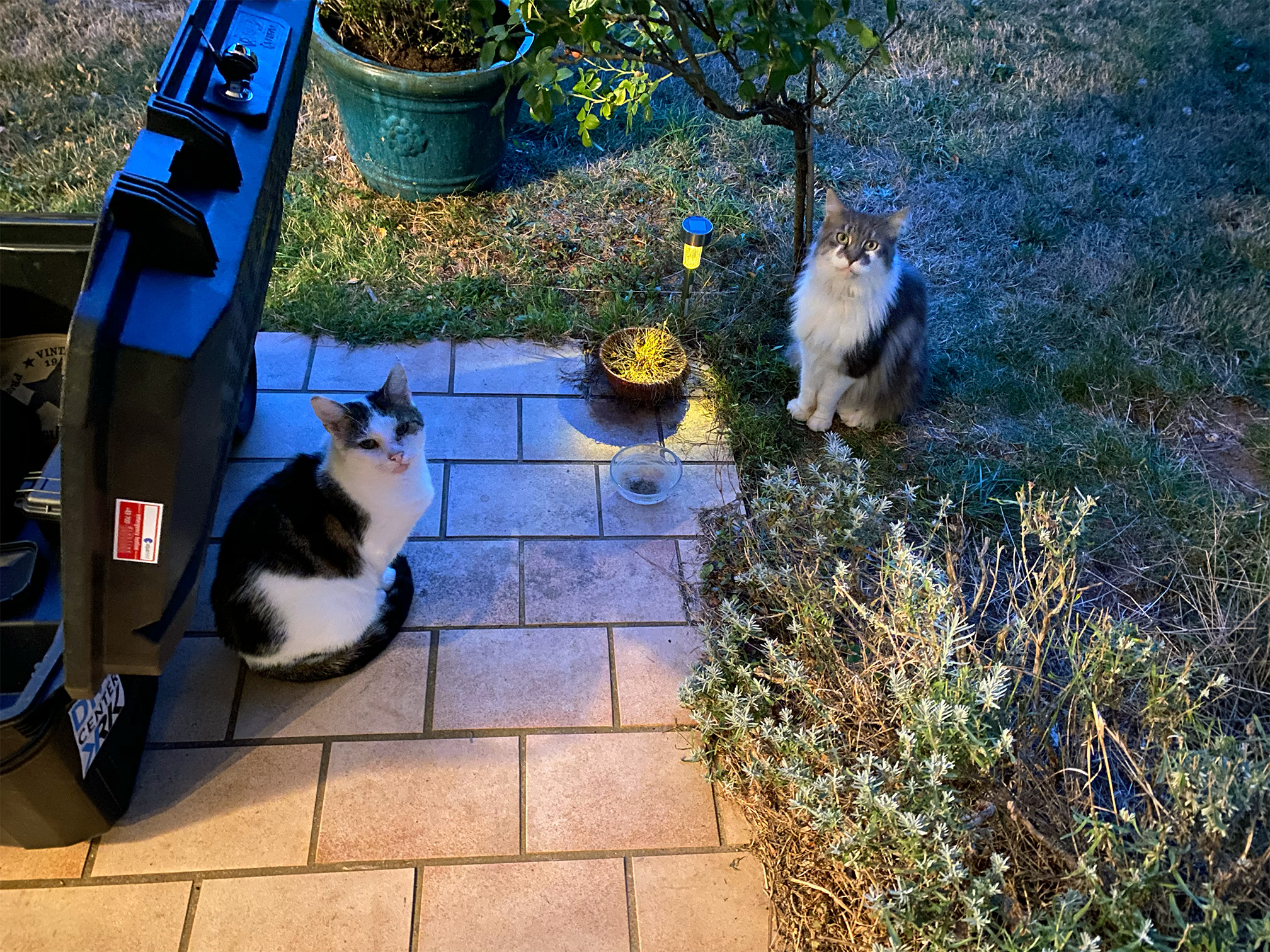 Wollte zum Tierarzt aber Oskar war am Vorabend wieder verschwunden. Plötzlich und überraschend kommen Nachbarn mich mal über den Garten besuchen und spechen von BIG Daddy..